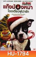 Alone for Christmas แก๊งน้องหมาโดดเดี่ยวผู้น่ารัก