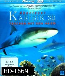 Abenteuer Karibik 3D - Tauchen mit den Haien