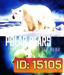 Polar Bears: Ice Bear