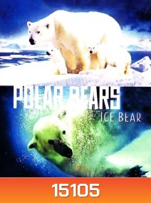 Polar Bears: Ice Bear