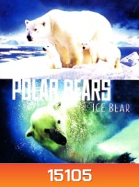 Polar Bears: Ice Bear