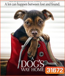A Dog's Way Home (2019) เพื่อนรักผจญภัยสี่ร้อยไมล์