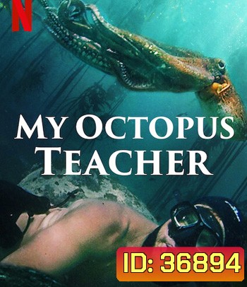 My Octopus Teacher (2020) บทเรียนจากปลาหมึก