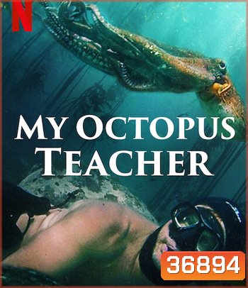 My Octopus Teacher (2020) บทเรียนจากปลาหมึก