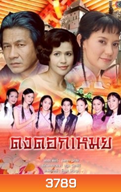 ดงดอกเหมย