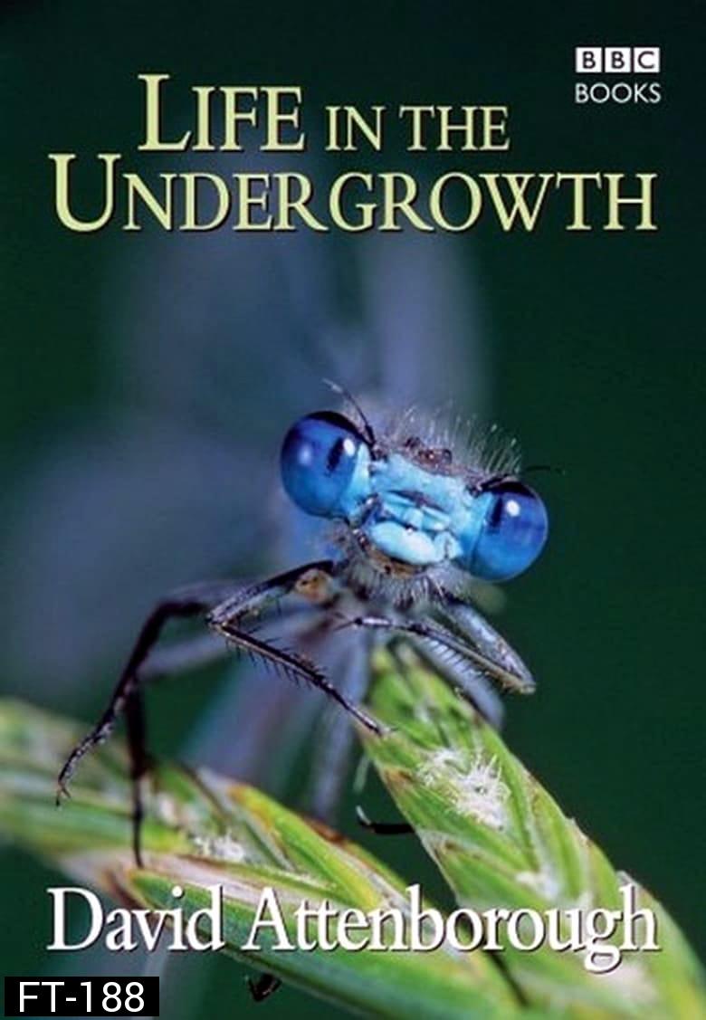 BBC Life In The Undergrowth (2005) โลกมหัศจรรย์ของแมลง 