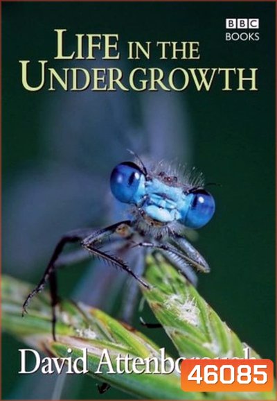 BBC Life In The Undergrowth (2005) โลกมหัศจรรย์ของแมลง