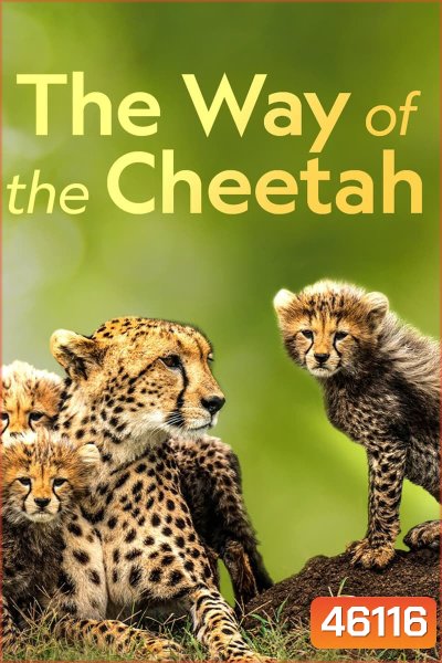 Big Cat Week - The Way of the Cheetah (2022)