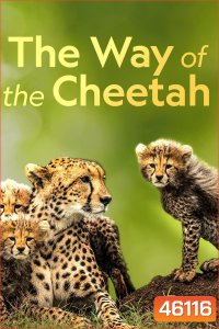 Big Cat Week - The Way of the Cheetah (2022)