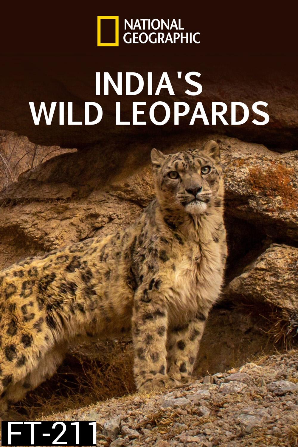 India's Wild Leopards (เสือดาวป่าแห่งอินเดีย 2020 )