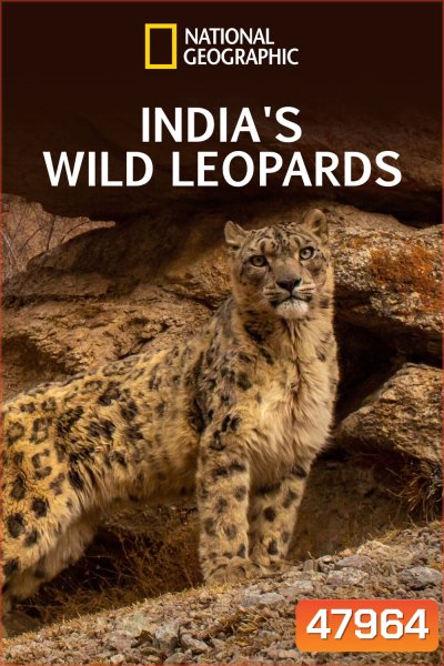 India's Wild Leopards (2020) เสือดาวป่าแห่งอินเดีย