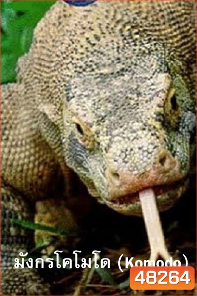 Komodo Dragons (2007) มังกรโกโมโด