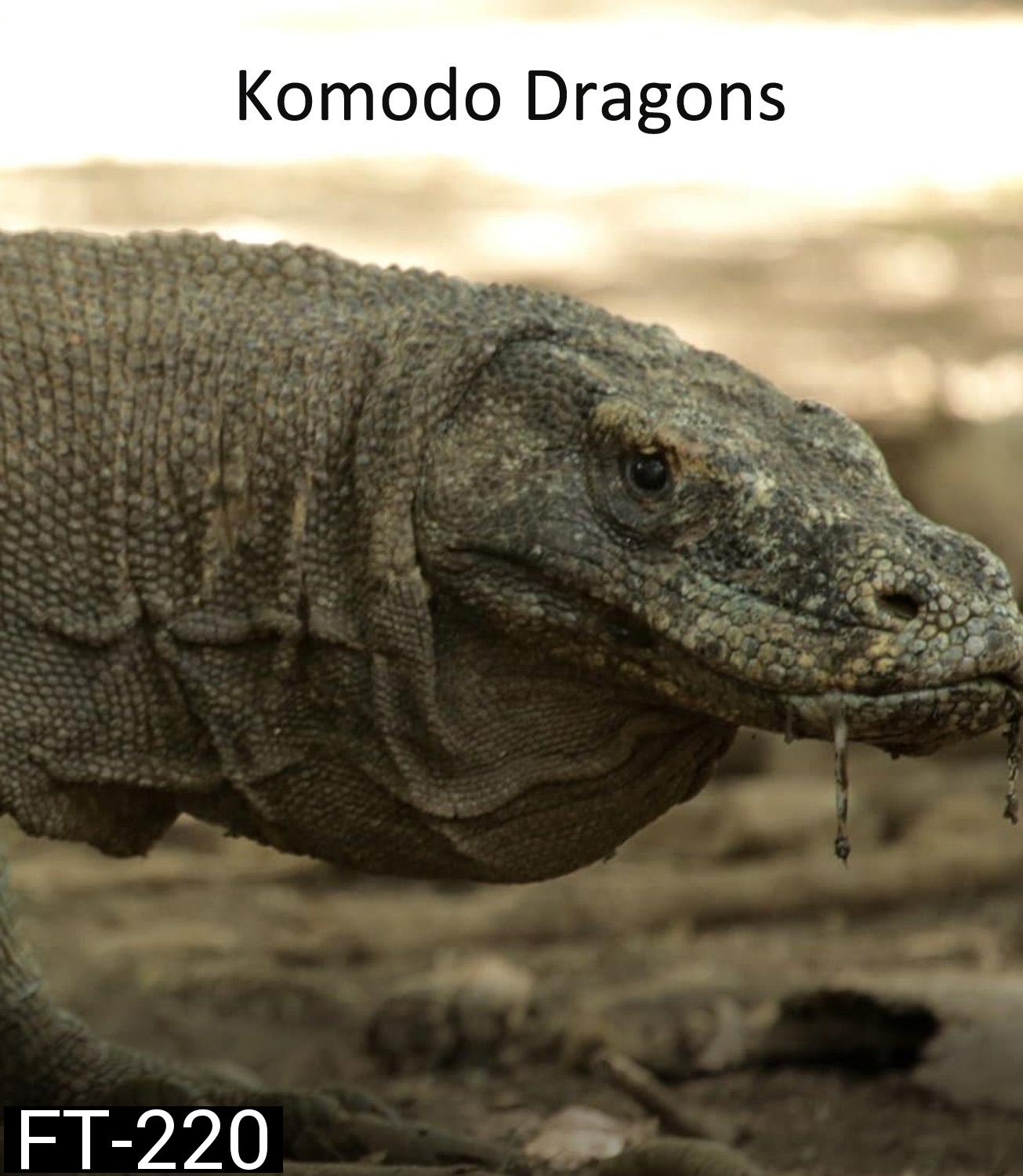 มังกรโกโมโด Komodo Dragons (2007)