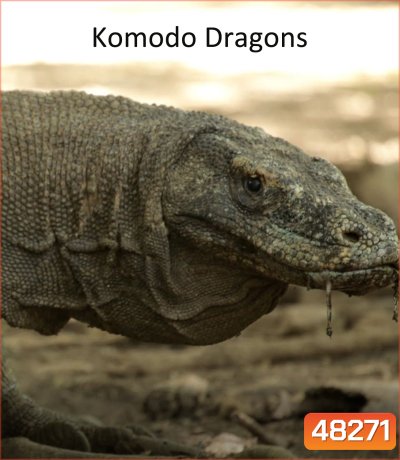 มังกรโกโมโด Komodo Dragons (2007)