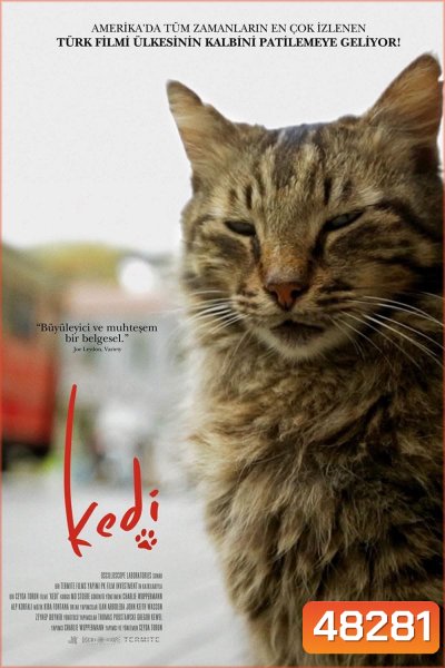 Kedi เมืองแมว (2016) สารคดีแมวเมืองอิสตัลบูล ทาสแมวต้องไม่พลาด!!