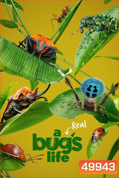 A Real Bug's Life Season 1 (2024) 5 ตอน