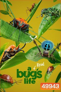 A Real Bug's Life Season 1 (2024) 5 ตอน