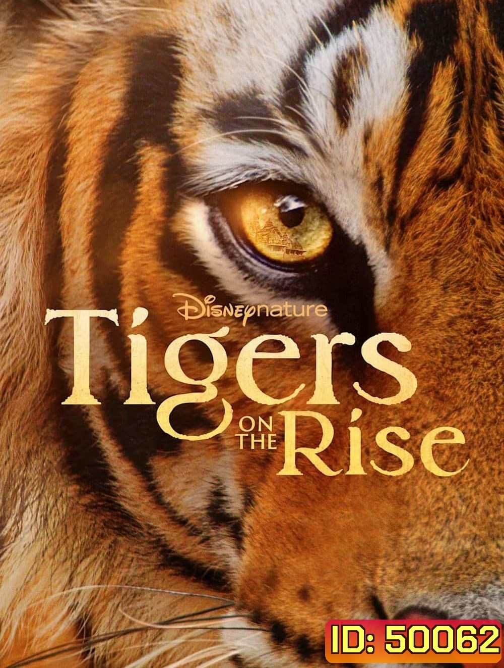 Tigers on the Rise (2024)