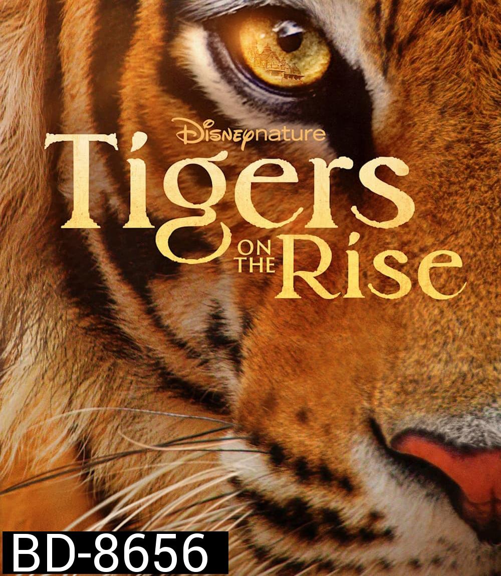 Tigers on the Rise {2024}