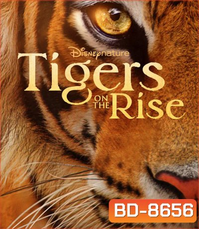 Tigers on the Rise {2024}