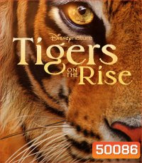 Tigers on the Rise {2024}