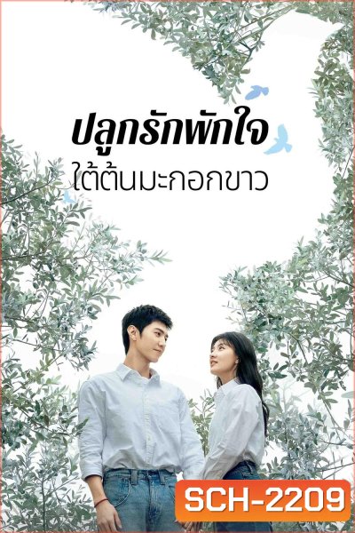 The White Olive Tree ปลูกรักพักใจ ใต้ต้นมะกอกขาว (2025) 38 ตอนจบ